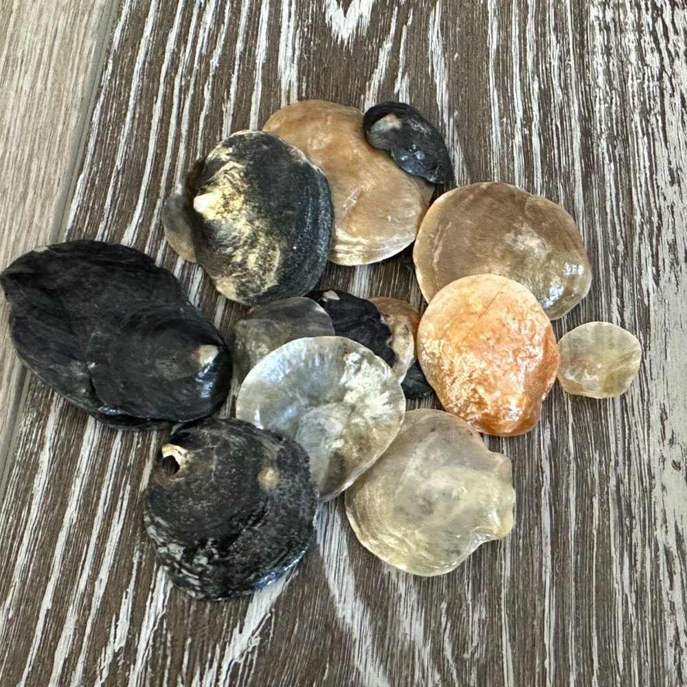 Lot of 20 Shiny Jingle Sea Shells Cleaned, Polished & Protective Coat Applied